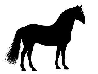 Danish Warmblood horse in silhouette pure white background.