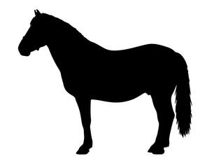 Danube Delta horse horse in silhouette pure white background.