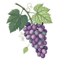 Fototapeta premium A cluster of ripe purple grapes with green leaves on a black background. The grapes are plump and glossy, showcasing their natural beauty.