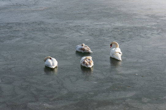 Swans sleep on ice of Lake Kluki.  Choszczno, Poland.