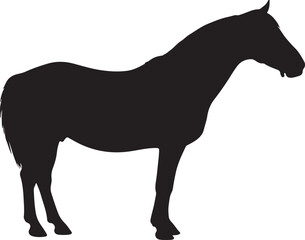 Danube Delta horse in silhouette pure white background.