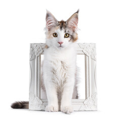 Pretty high white tortie Maine Coon cat kitten, sitting through white photo frame. Looking towards camera. Isolated on a white background.
