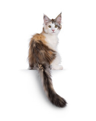 Pretty high white tortie Maine Coon cat kitten, sitting backwards on an edge. Looking over shoulde towards camera. Isolated on a white background.