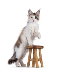 Pretty high white tortie Maine Coon cat kitten, standing with front paws up on a little stool. Looking towards camera. Isolated on a white background.