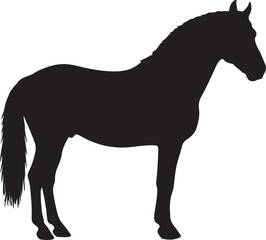  Dzungarian horse in silhouette pure white background. 