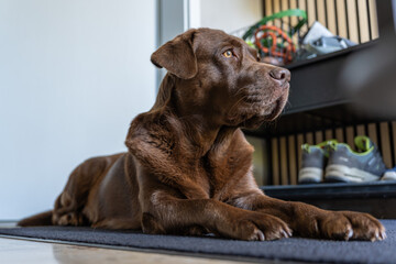Fototapete bei efototapeten.de bestellen   