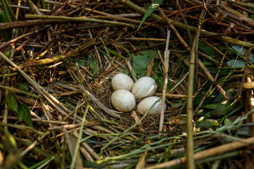 Western marsh harrier nest, Circus aeruginosus. White eggs in nest built from stems in reed. Bird...