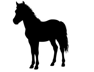 Miniature horse, see horse section in silhouette pure white background.