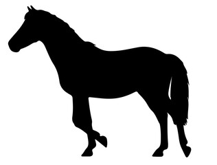 Miniature horse, see horse section in silhouette pure white background.