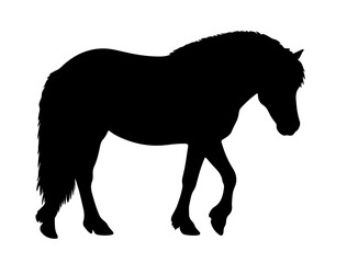 Miyako Pony horse in silhouette pure white background.