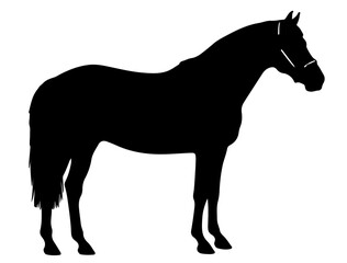 Morgan horse in silhouette pure white background.