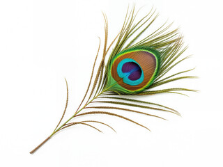 Obraz premium Peacock feather with vibrant colors on white background 