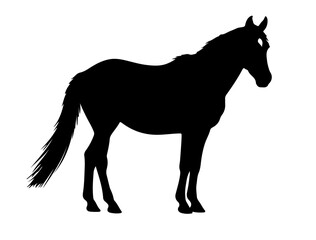 Canadian rustic pony in silhouette pure white background.