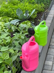 Two green and pink watering cans are ready for watering on the edge of a raised bed for vegetables and herbs next to the paved terrace