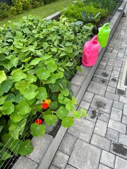 Two green and pink watering cans are ready for watering on the edge of a raised bed for vegetables and herbs next to the paved terrace