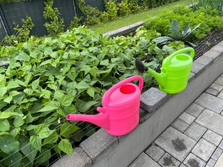 Two green and pink watering cans are ready for watering on the edge of a raised bed for vegetables and herbs next to the paved terrace