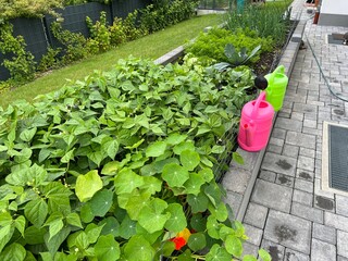 Two green and pink watering cans are ready for watering on the edge of a raised bed for vegetables and herbs next to the paved terrace
