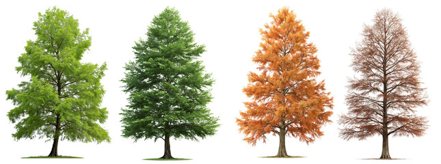 Collection of spring, summer, autumn, winter dawn redwood frontal trees isolated on a white or transparent background
