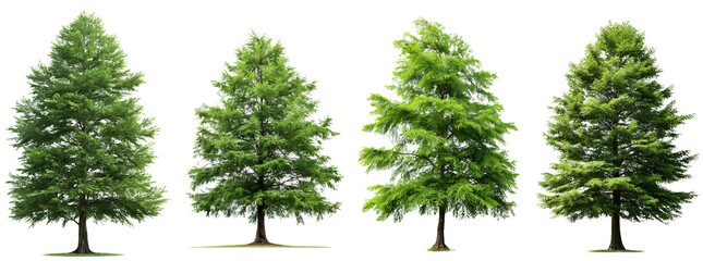 Collection of summer dawn redwood frontal trees isolated on a white or transparent background