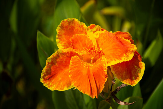 Colorful red Canna Lily flowers or Indian Shot flora and green leaf plant tree in garden park outdoor in agricultural plantation at meadow rural countryside of Pathum Thani, Thailand