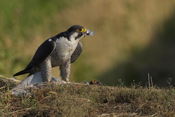 獲物を食べるハヤブサ