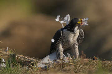 獲物を食べるハヤブサ