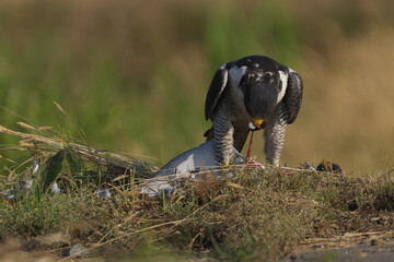 獲物を食べるハヤブサ