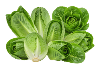 Fresh green romaine lettuce harvest farm location food photography natural setting top-down view organic produce