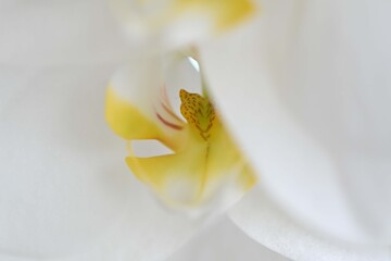 Orchidee