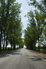 A road with trees on either side