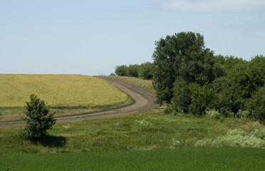 A dirt road through a grassy field