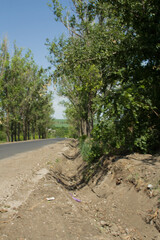 A dirt road with trees on either side of it