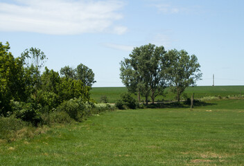 A grassy field with trees