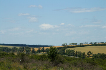 A landscape with trees and grass