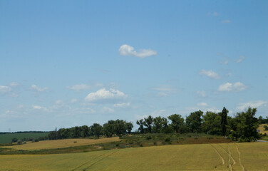 A field with trees and blue sky