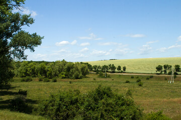 Fototapeta premium A field with trees and grass
