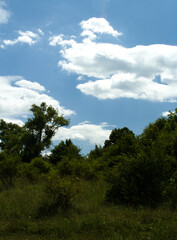 Obraz premium A grassy area with trees and blue sky
