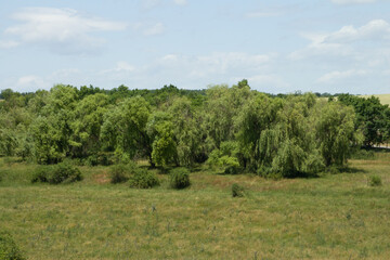 Obraz premium A forest of trees