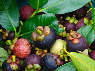 fresh organic mangosteen  in basket