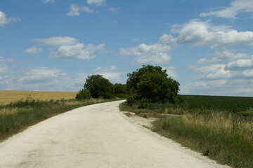 A dirt road with grass and trees on either side of it