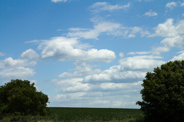 A grassy field with trees and blue sky
