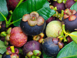 fresh organic mangosteen  on  hand