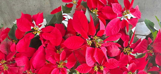 Christmas stars, red flowers and green Poinsettia J'Adore red (Euphorbia pulcherrima) Christmas...