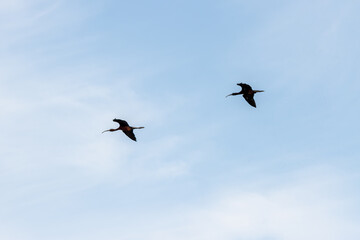 Glossy ibis birds flying in clear sky freedom and wildlife