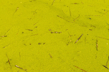 Duckweed covering water surface with few twigs