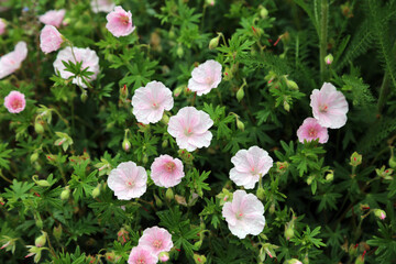 Closeup of Bloody Cranesbill blooms covered with rain drops, Kent England
