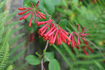 Closeup of Trumpet Honeysuckle blooms, Kent England
