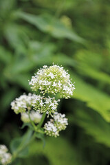 Closeup of white Red Valerian blooms, Kent England
