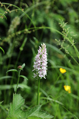 Macro image of a Common Spotted Orchid in early summer, Kent England
