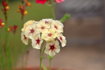 Macro image of Annual Phlox blooms covered with rain drops, Kent England
